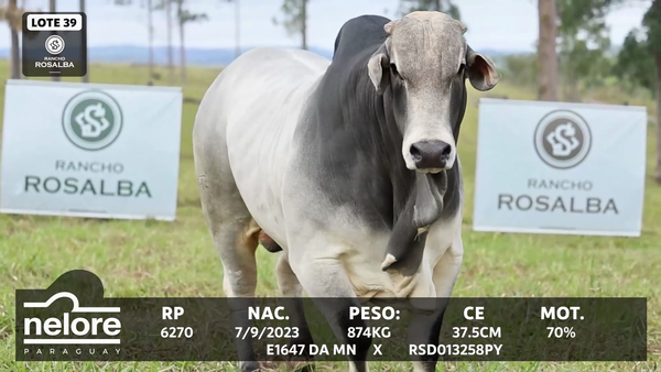Lote LOTE 39