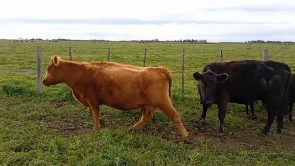 Lote 16 Vacas usadas paridas