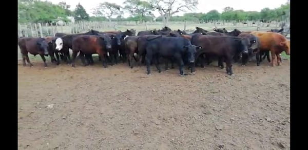 Lote 30 Novillitos en Villaguay, Entre Ríos