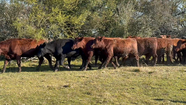 Lote 90 Novillitos en Corrientes, Curuzu Cuatia