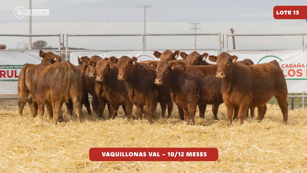 Lote VAQUILLONAS V.A.L. - 10/11 meses