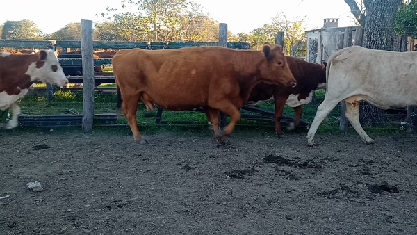 Lote 9 Vacas de invernar en Corrientes, Curuzu Cuatia