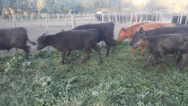 Lote 29 Terneros en Daireaux, Buenos Aires