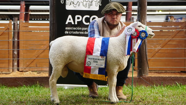 Lote Texel Expo Internacional 2022 - Lote 37