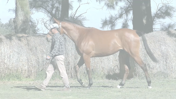 Lote BIENVENIDA EMOTION (EMOTION ORPEN -  STELLA D'IMPERIO)