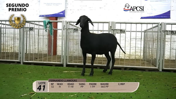 Lote Nacional Santa Inés Campo - Lote 41