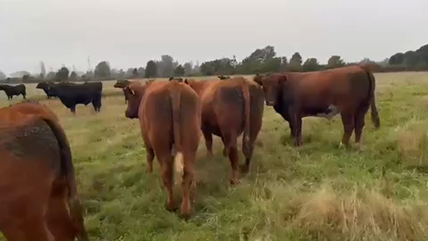 Lote 44 Novillo Gordo en Purranque, X Región Los Lagos