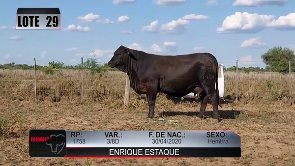 Lote Nacional de Otoño Brangus Campo - Lote 29
