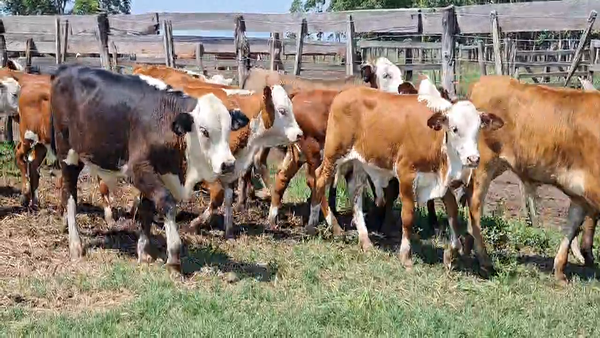 Lote 200 Terneros en Corrientes, Goya