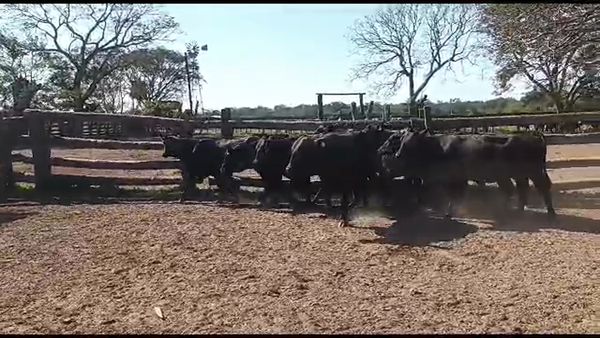 Lote VAQUILLONAS PARIDAS