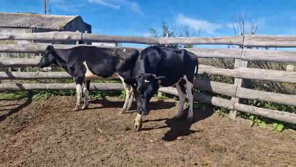 Lote 2 Vaquillonas  400kg - , San José