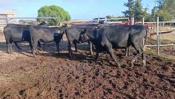 Lote 10 Vaquillonas  240kg - , San José