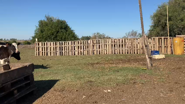 Lote 12 Terneros Holando