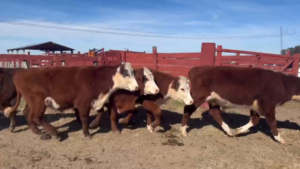 Lote 30 Novillitos en Corrientes, Curuzú-Cuatiá