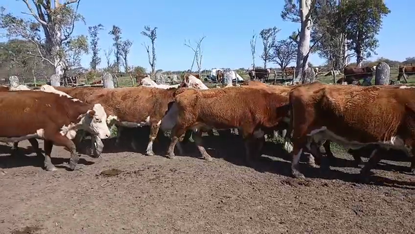 Lote 20 Vacas p/ invernar en Corrientes, Curuzu Cuatia