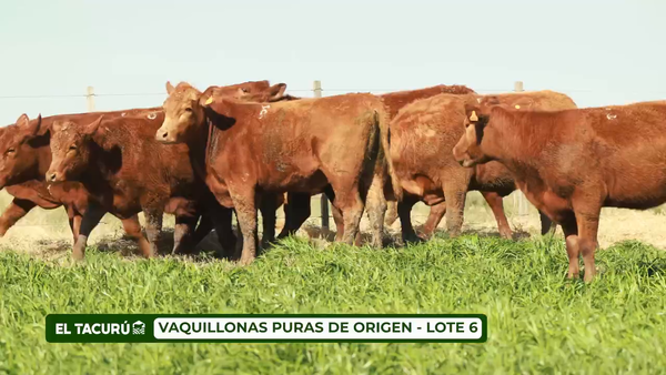 Lote LOTE 6 - VAQUILLONAS PURAS DE ORIGEN