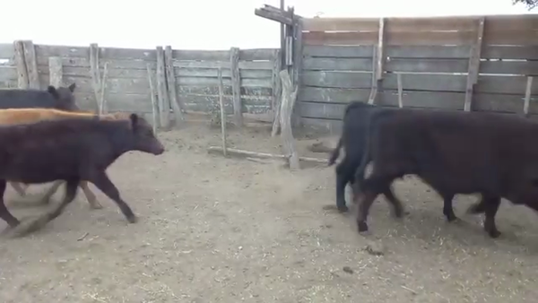 Lote 70 Terneros en Monte, Buenos Aires