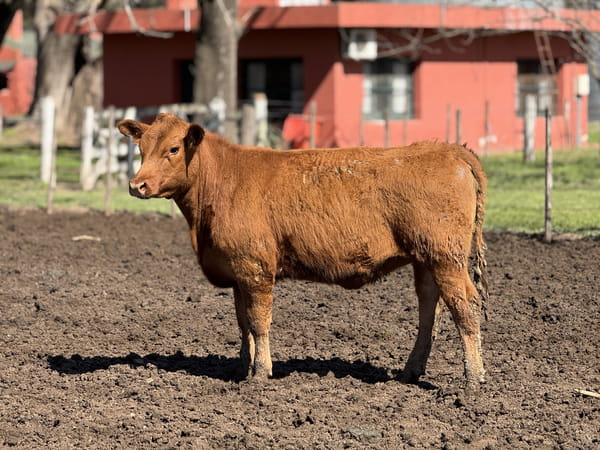 Lote 8 VAQUILLONAS A. ANGUS MAS - P/ SERVICO  " CABAÑA LA SORPRESA"