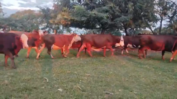 Lote 25 Vacas CUT preñadas en Corrientes, La Cruz