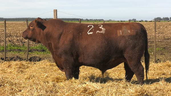 Lote Toros PC Colorado