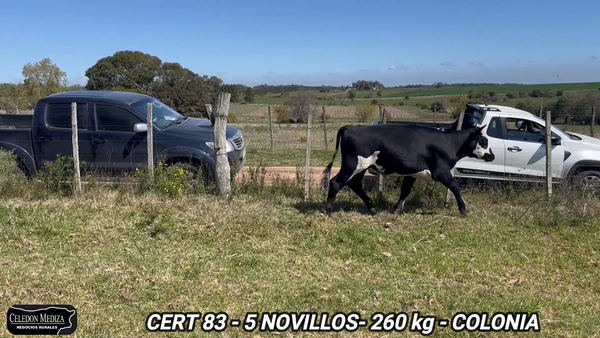 Lote 5 Terneros en Colonia