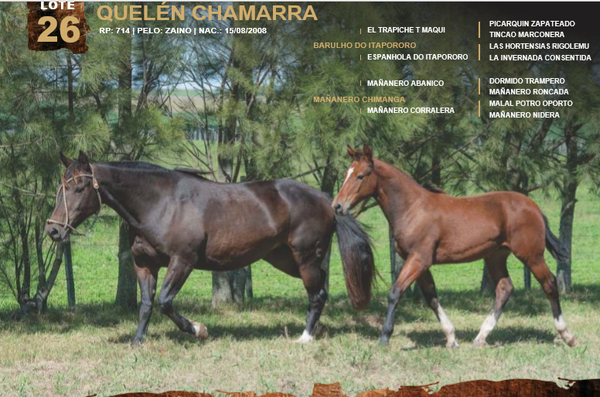 Lote QUELÉN CHAMARRA