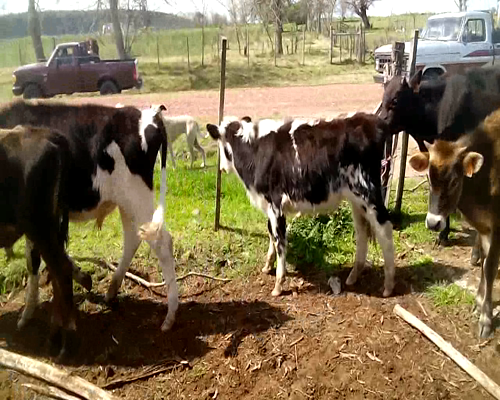 Lote 23 Terneros en Soriano