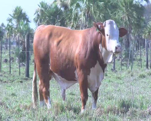 Lote CABAÑA "BAPIO" RP327