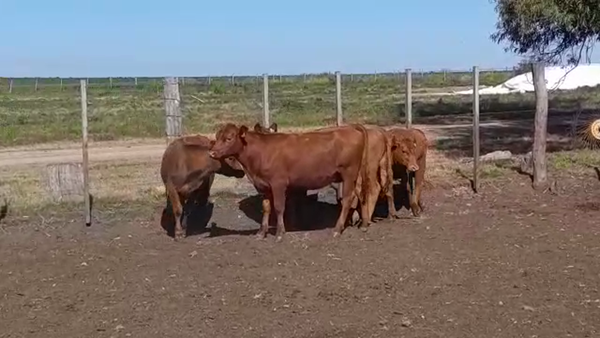 Lote 5 Terneras ANGUS en OMBUES DE LAVALLE