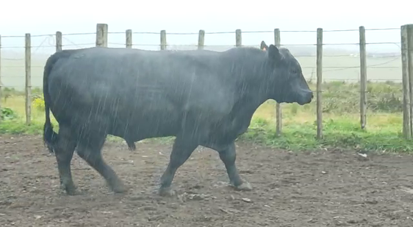 Lote Angus - Roca Negra