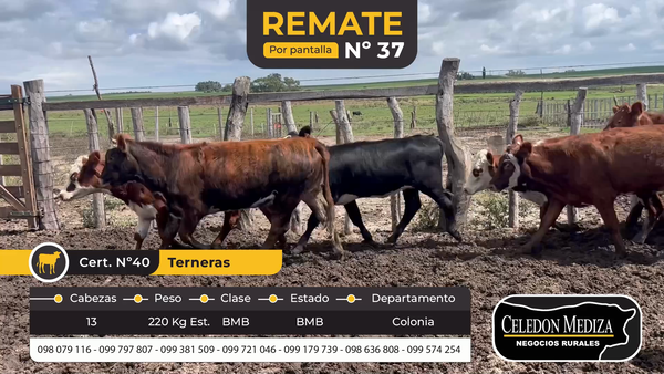 Lote 13 Terneros en La Horqueta, Colonia
