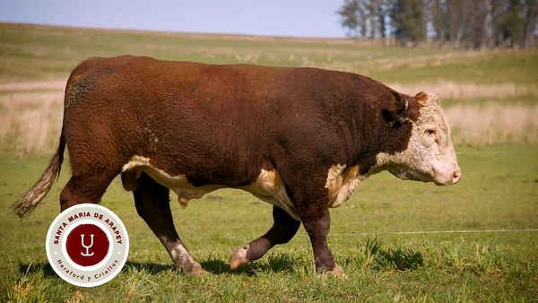 Lote TOROS SANTA MARIA DE ARAPEY