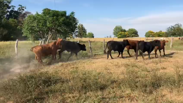 Lote 108 Novillos en Esquina, Corrientes