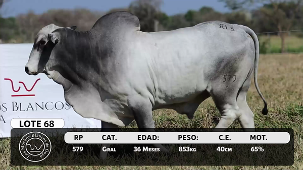 Lote LOTE 68