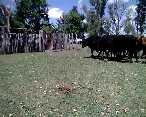 Lote 40 Terneros en Federal, Entre Ríos