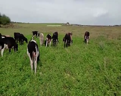 Lote (Vendido)22 Terneros y Terneras HOLANDO 130kg -  en COLONIA DAMON