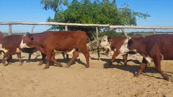 Lote 71 Novilos en Corrientes, Chavarría
