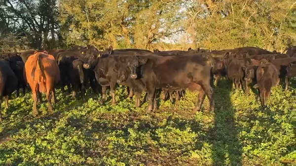 Lote 51 Vacas CUT preñadas