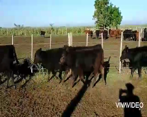 Lote 80 Terneras en Chascomús, Buenos Aires