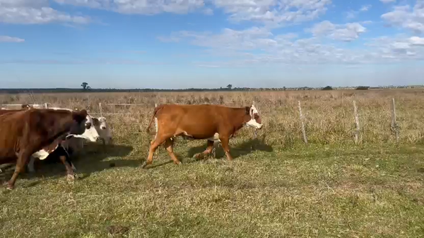 Lote 56 Vacas CUT preñadas