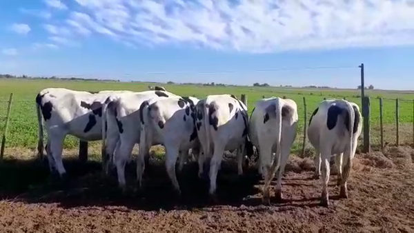 Lote Vaquillonas Preñadas - Agropecuaria Don Roque