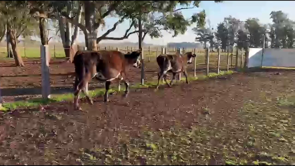 Lote VACAS PREÑADAS