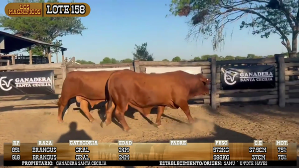 Lote LOTE 158