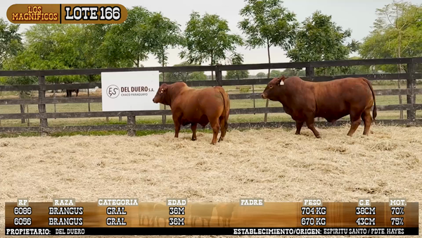 Lote LOTE 166 - PANTALLA