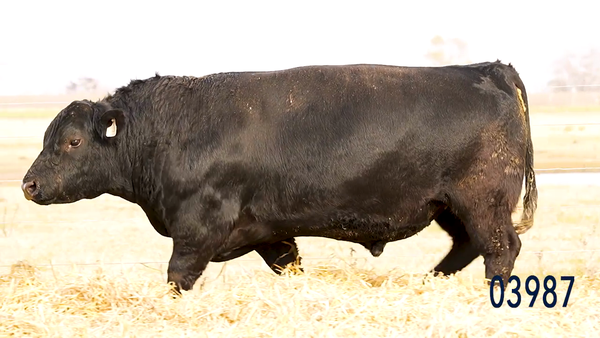Lote Toro