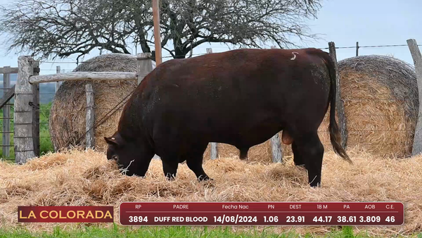 Lote Lote 7