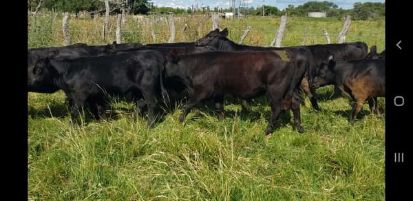 Lote 27 Terneros/as en Villaguay, Entre Ríos