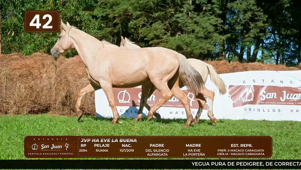 Lote LOTE 42