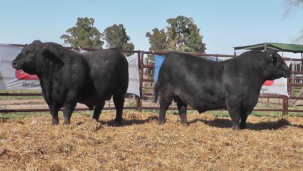 Lote "Toros ""SANTA ROSA"""