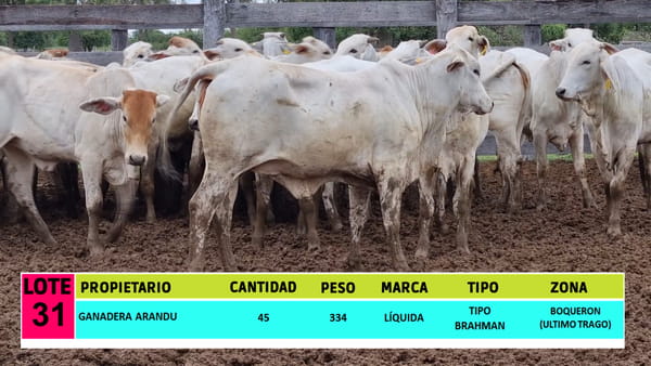 Lote LOTE 31 - 45 VAQUILLAS CBO 1